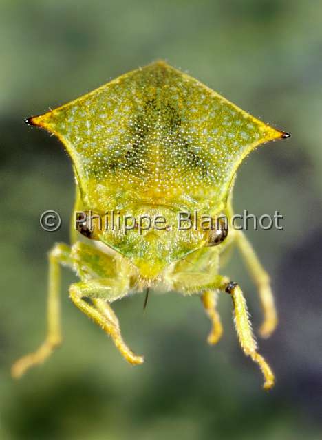 stictocephala bisonia.JPG - Stictocephala bisonia (portrait)Membracide bisonBuffalo TreehopperHemiptera, Membracidae64 France